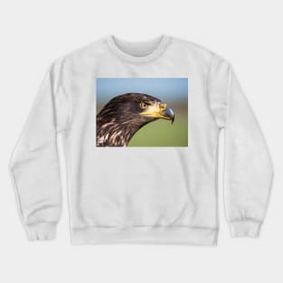 Close-up of an immature American bald eagle Crewneck Sweatshirt